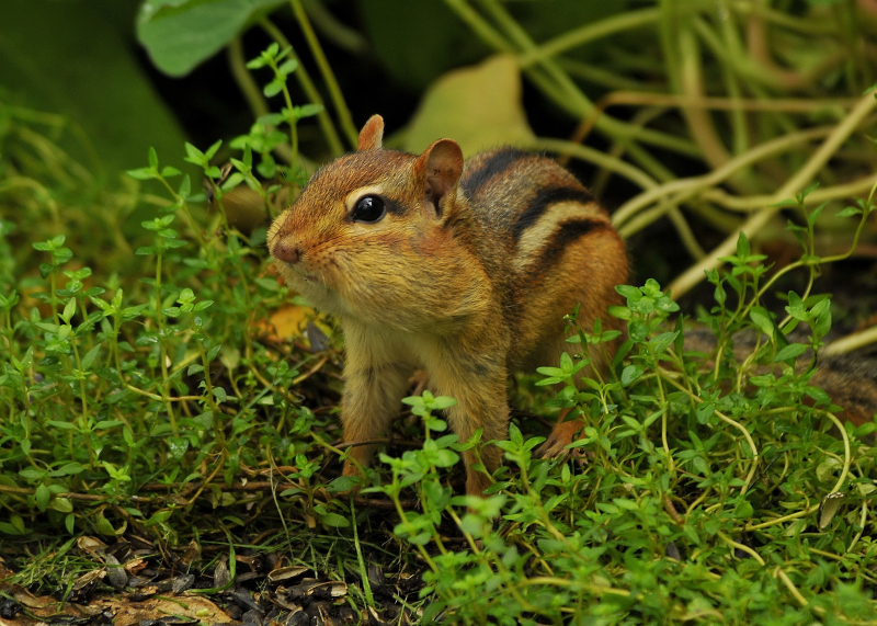 In the herb garden