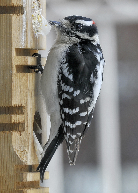 Downy Woodpecker