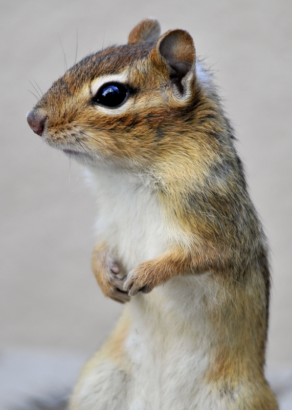 Chipmunk