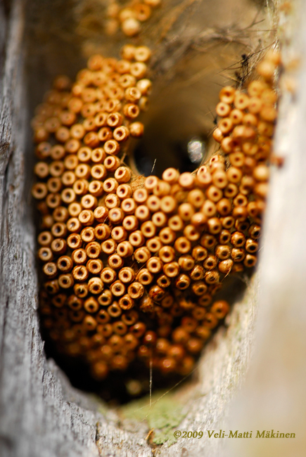 Hymenopteran`s nest?