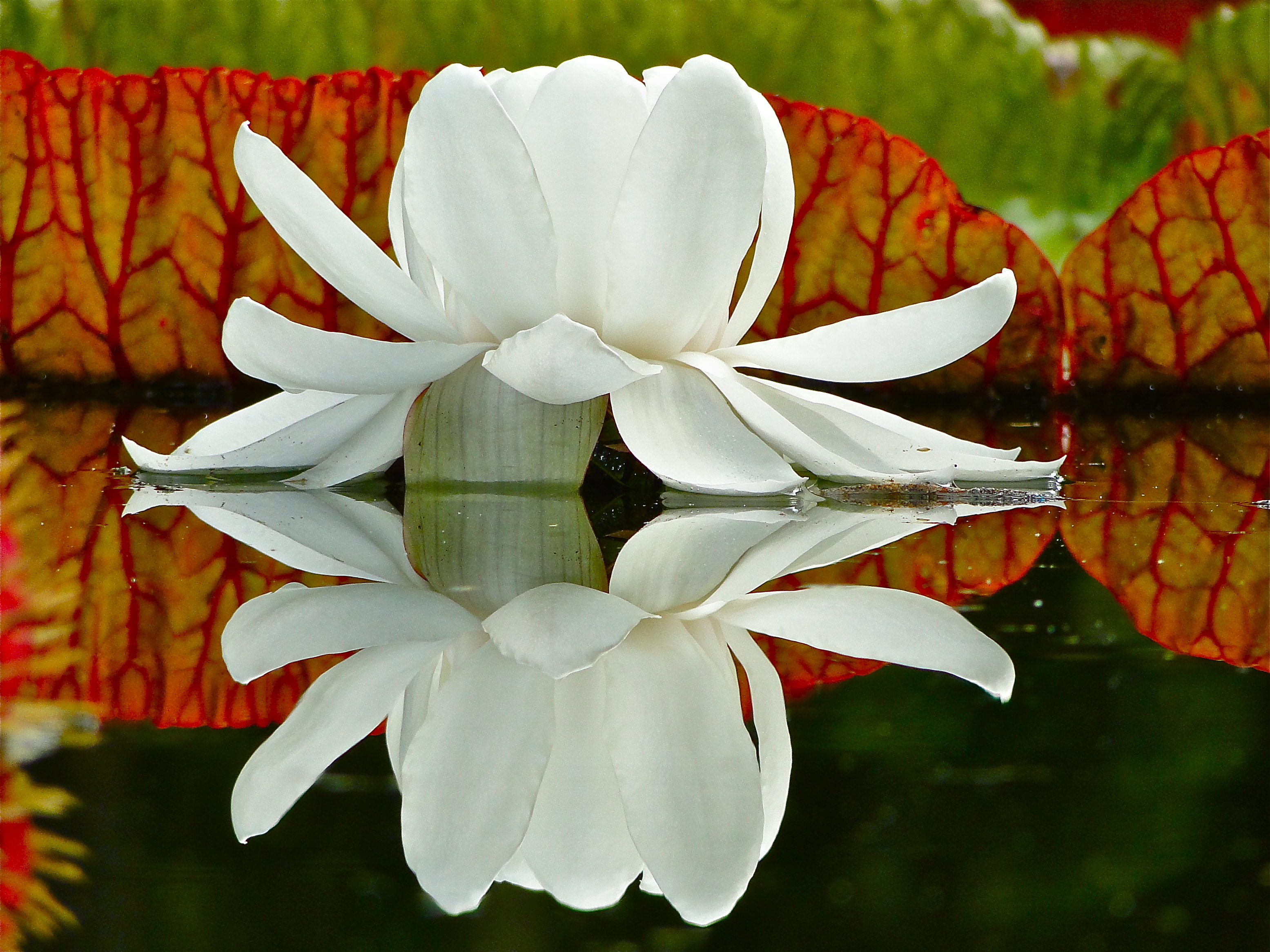 Giant Waterlily