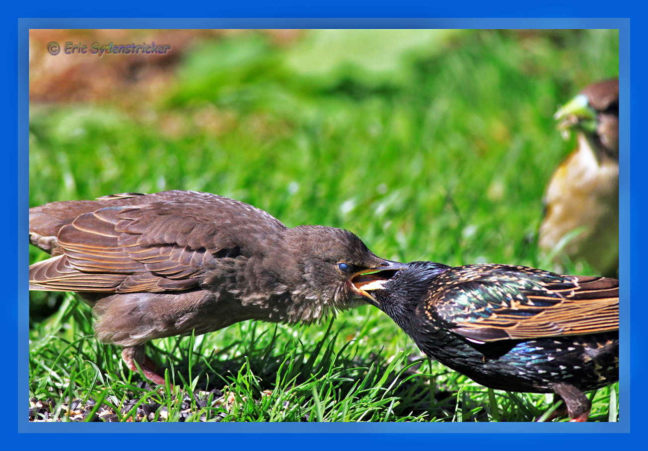 European Starling