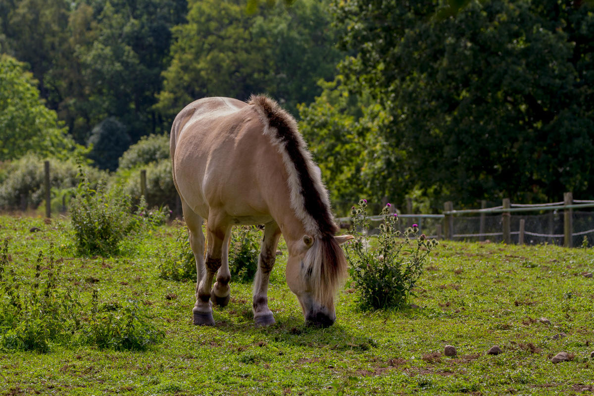 Norwegian Fjord Horse
