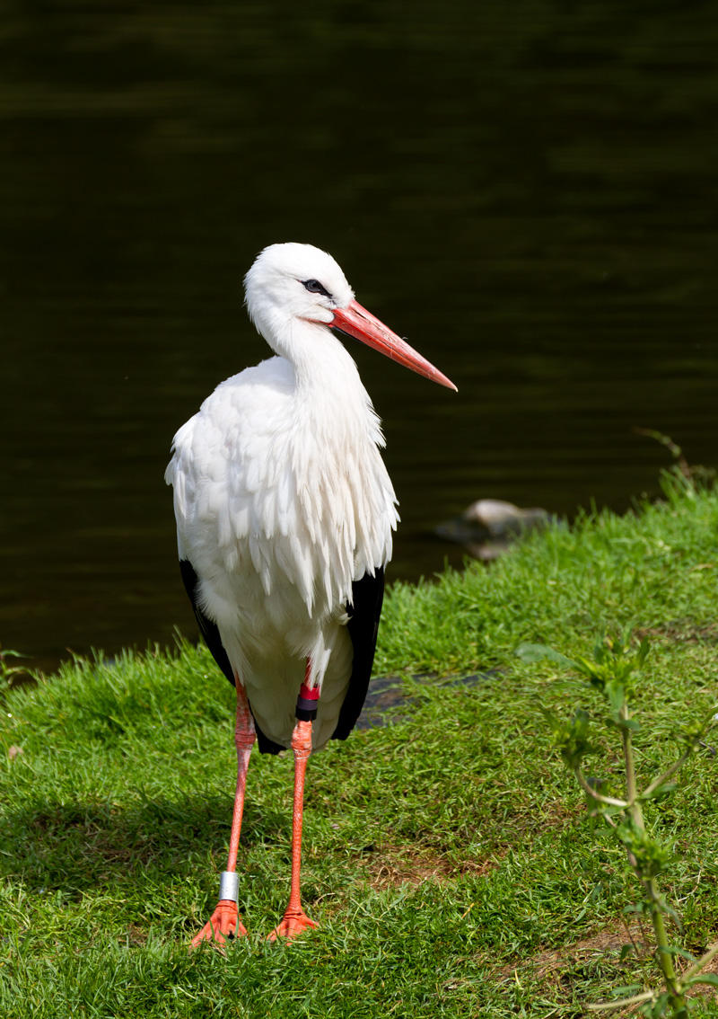 Stork