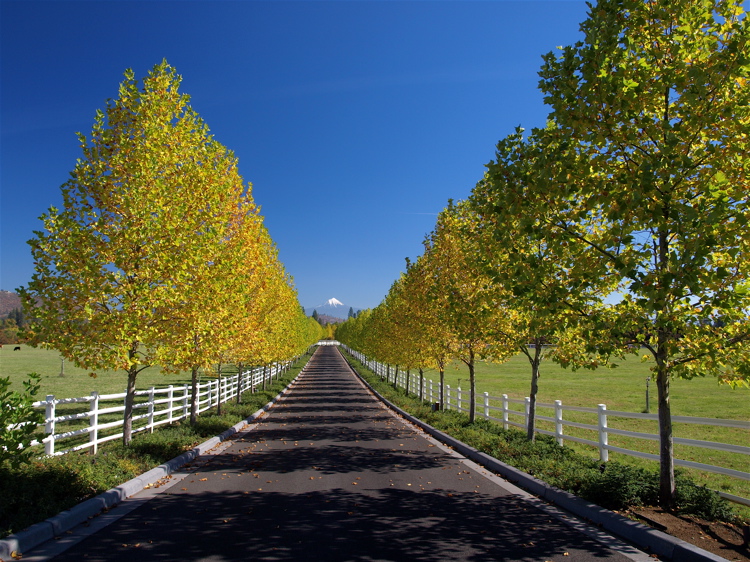 golden driveway.JPG