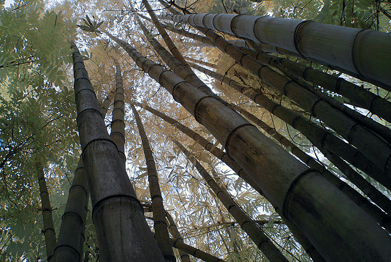 Big bamboo