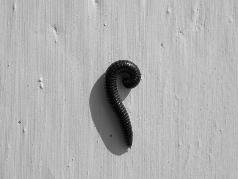 Millepede