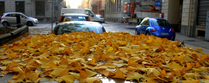 Leaves on car