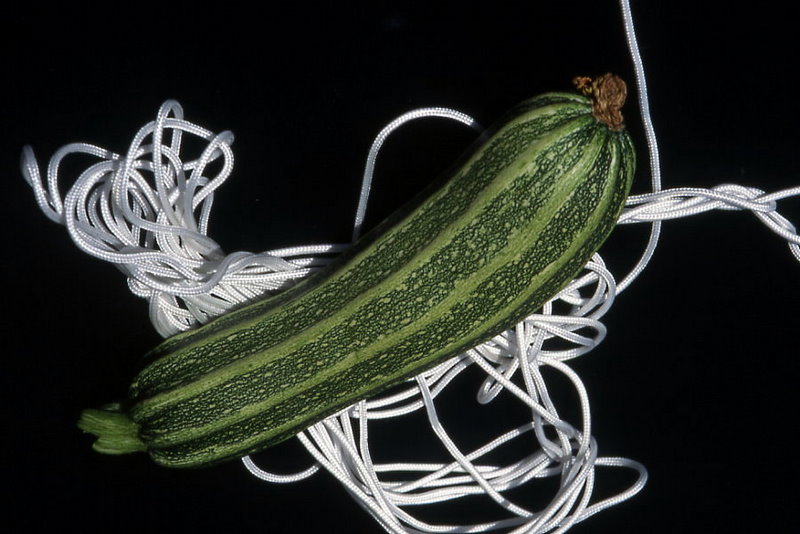 Zucchini