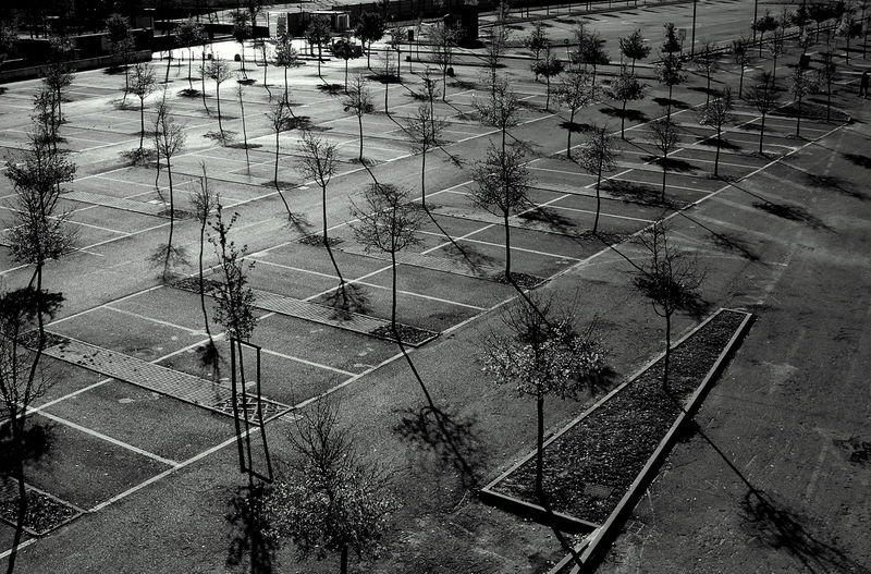 Trees on my ground