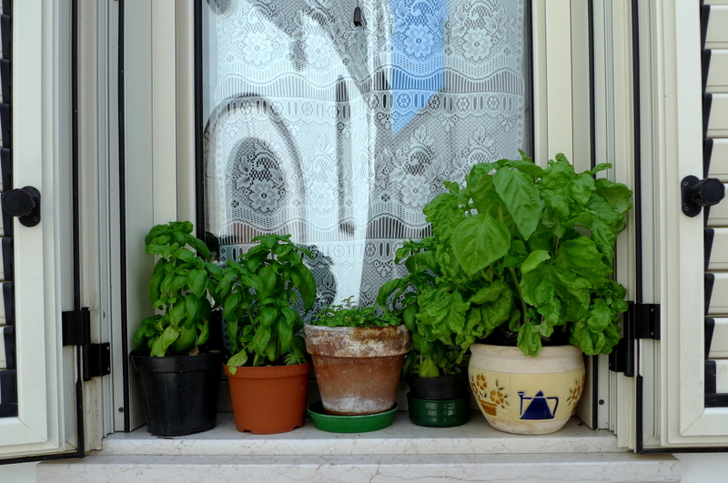 Pisticci - Italy - Basil