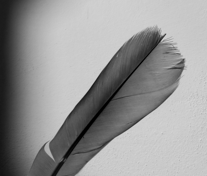 Feather