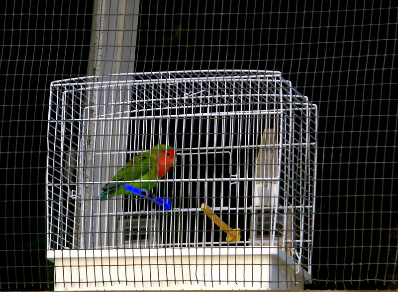 Parrot