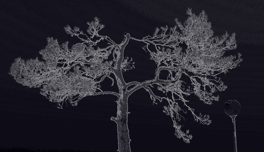 Digital Tree 