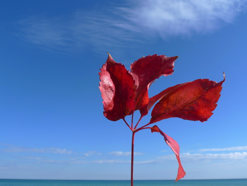 Red leaves