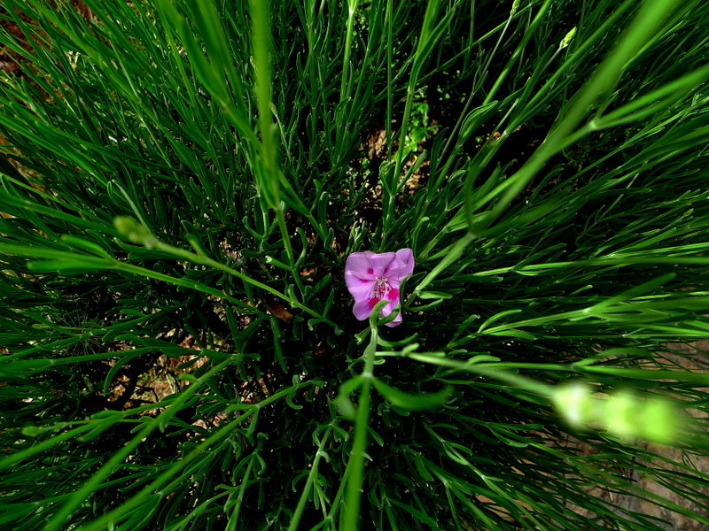 Green with flower