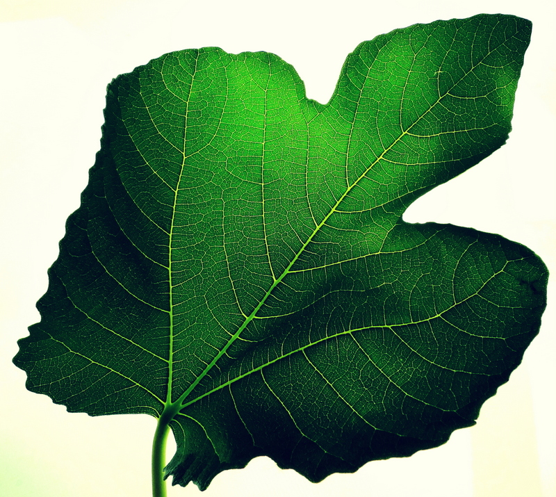 Fig leaf