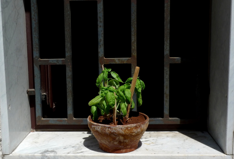 Basil