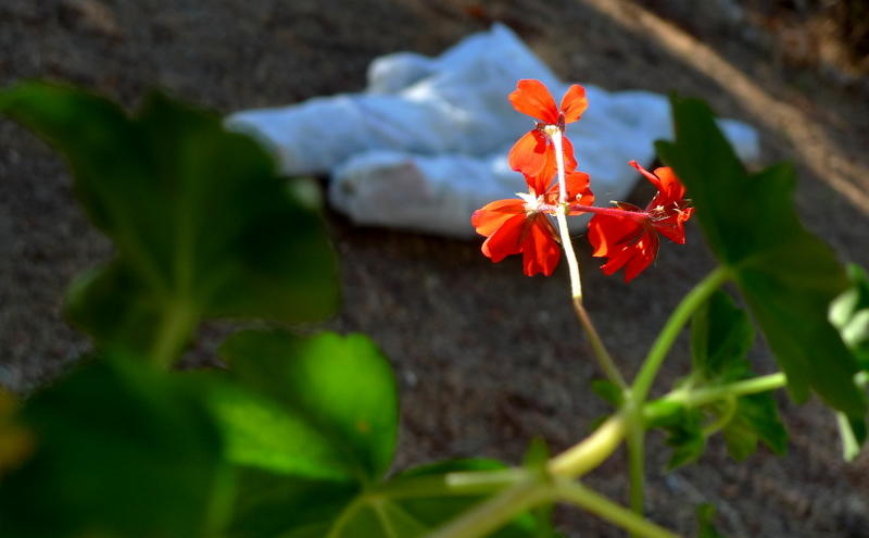 Scene of a Murder