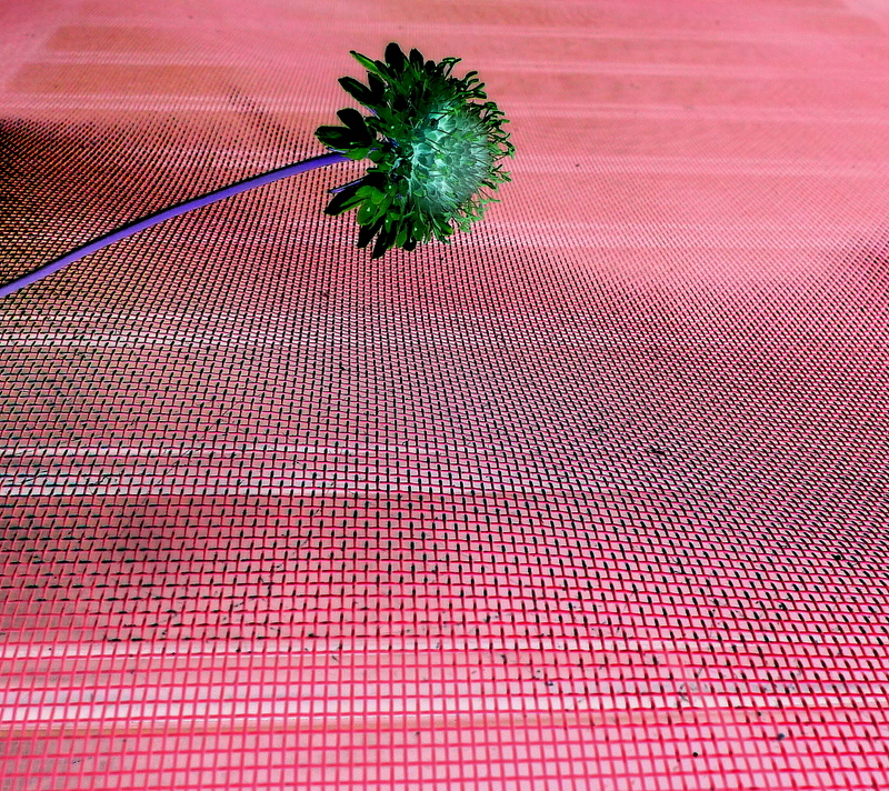 Digital flower