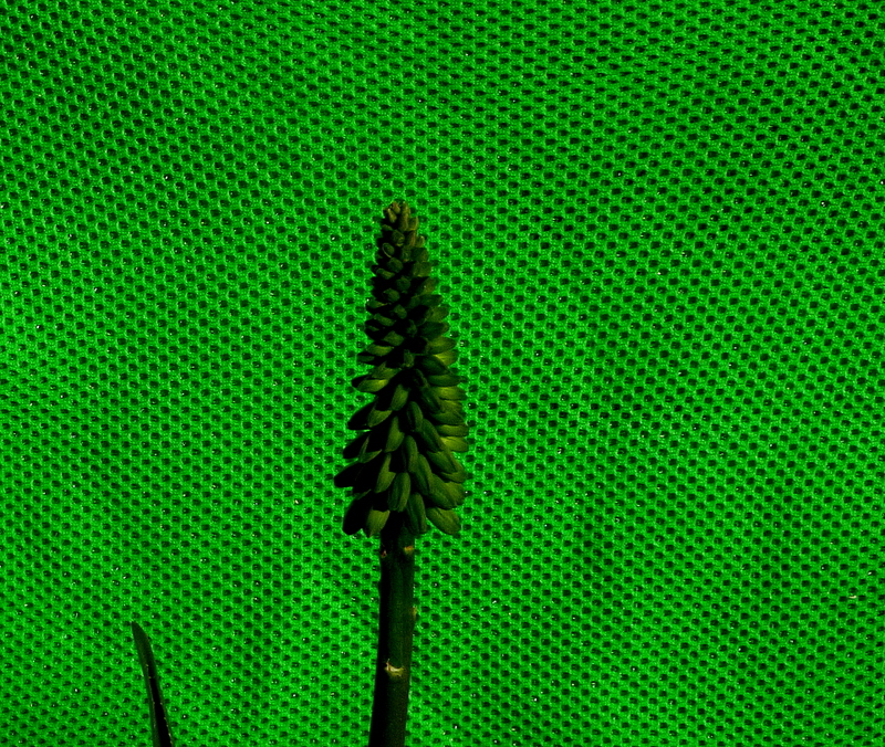 All Green