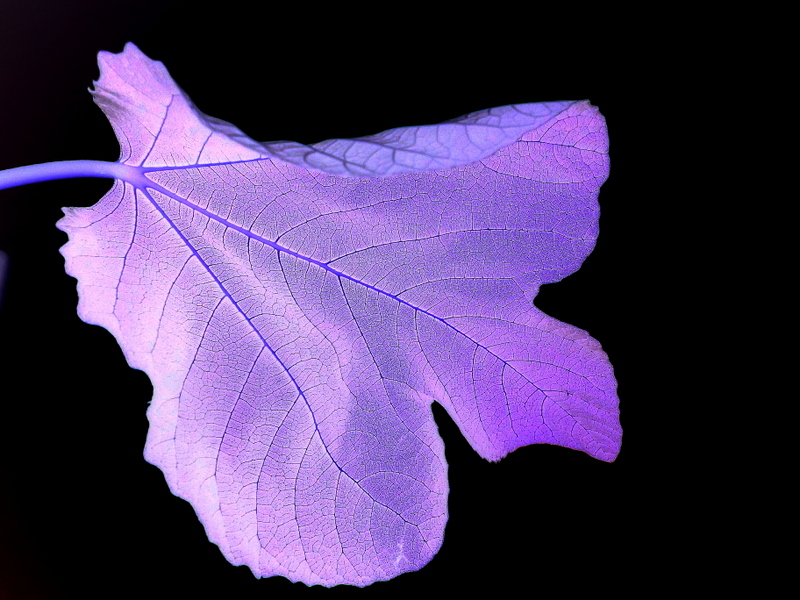 Fig leaf