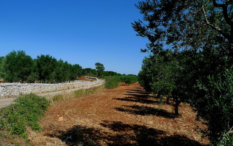 25-P1250234.JPG