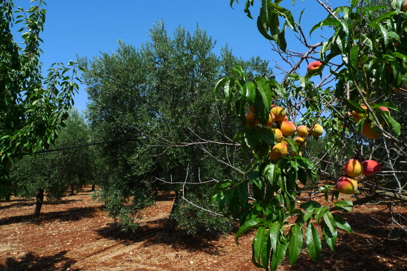 31-P1250258.JPG
