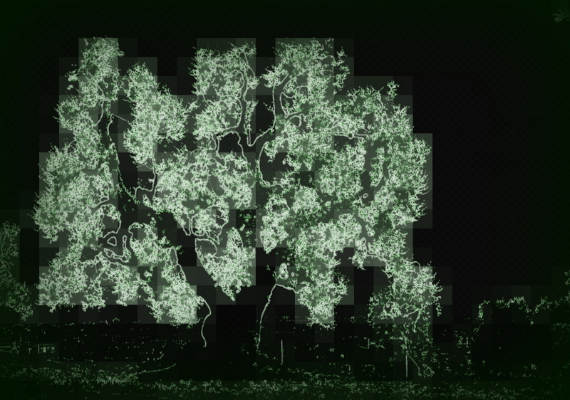 Olive Tree