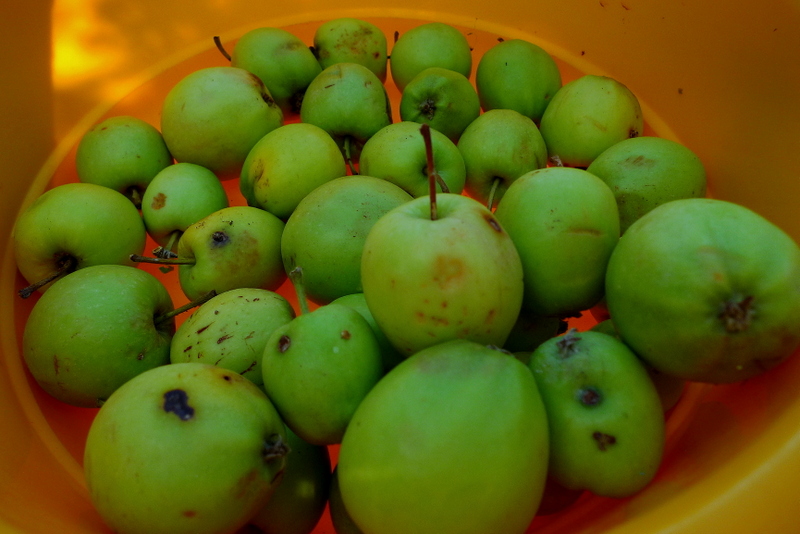 Green Apples