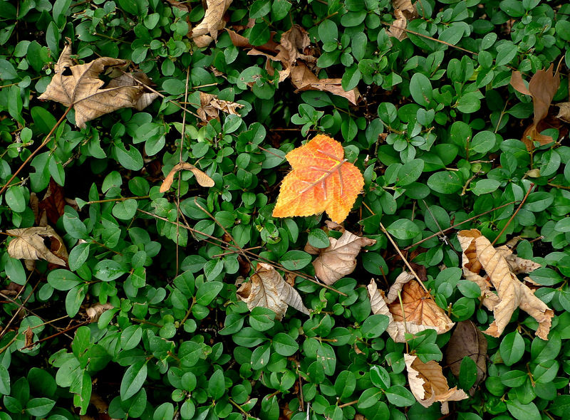 The plastic leaf