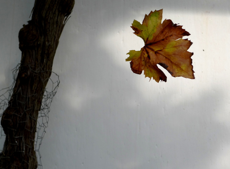 Autumn leaf