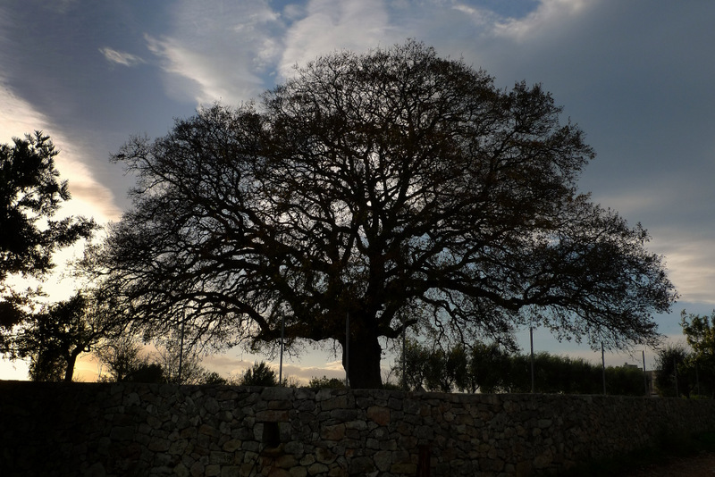 old Mediterranean oak
