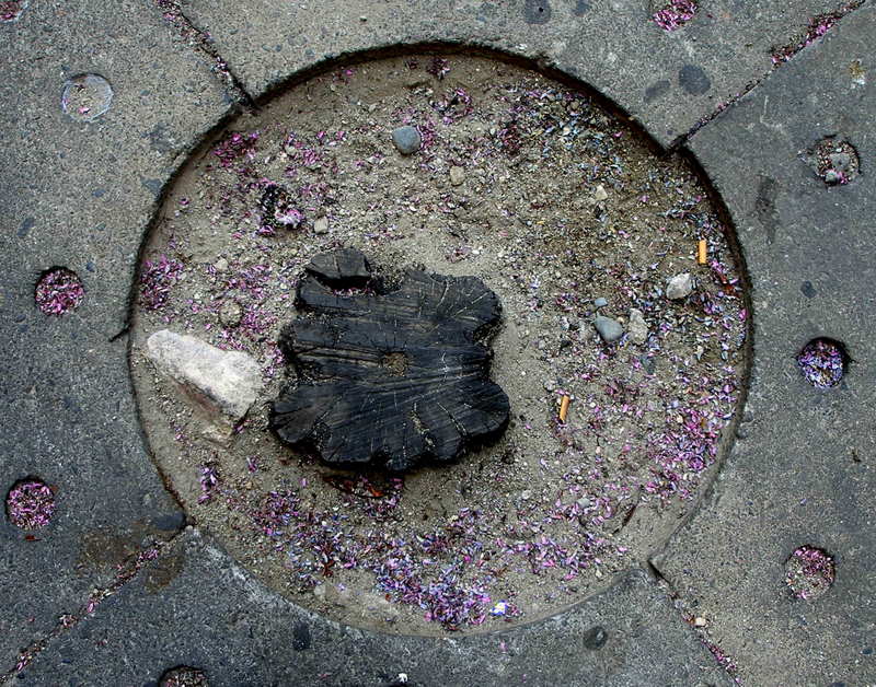 What remains of a tree