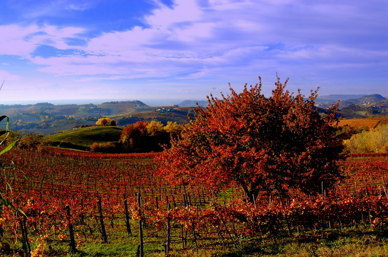 Langhe - Italy