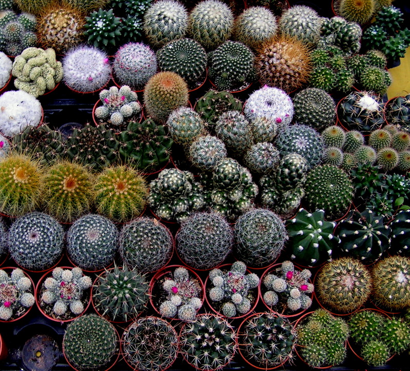 Succulent plant
