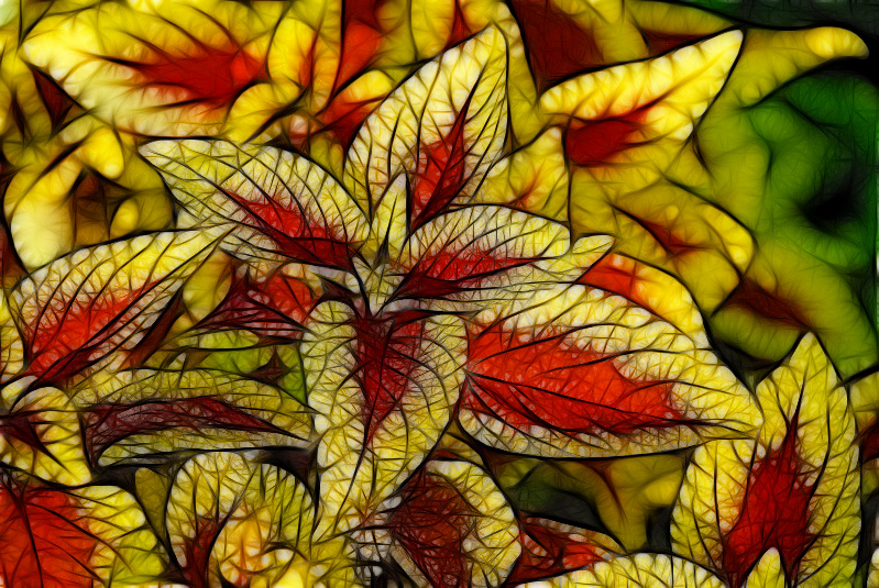 Oct 25   Coleus