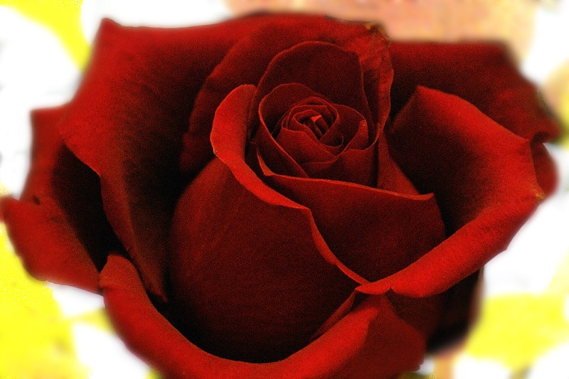 Mar 9  Valentines day leftover