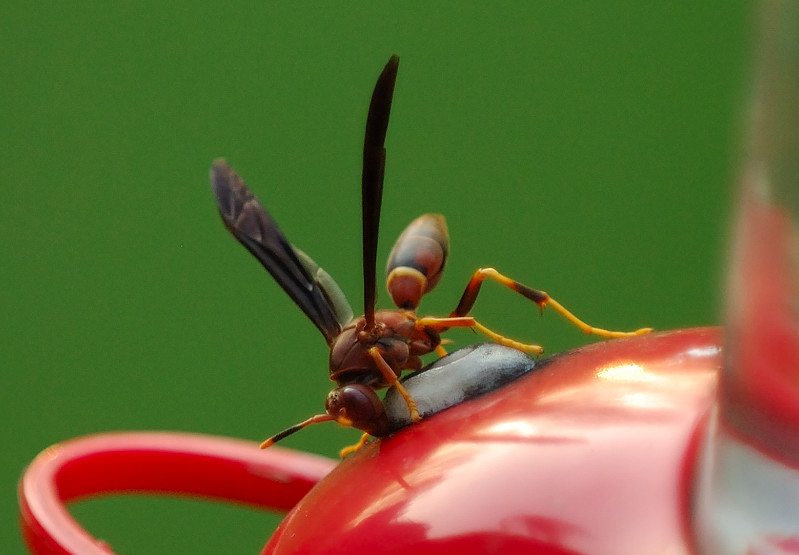 Oct 19  While the birds away, the wasps will play..