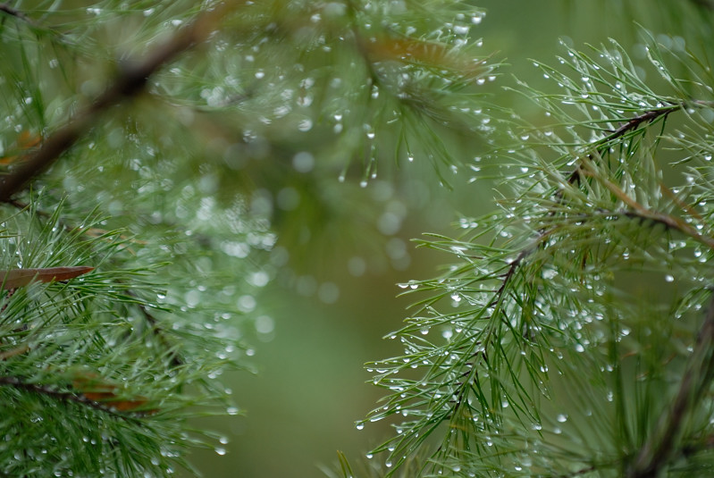 Oct 25   RAIN!!!!!!!