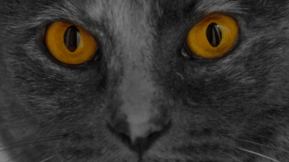 Nov 21  The Hunter