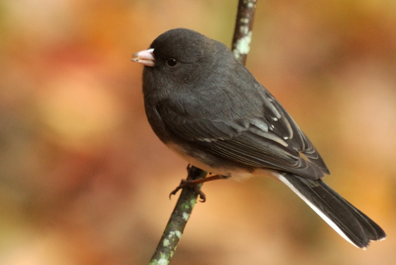 Nov 27  Dark-eyed Junco