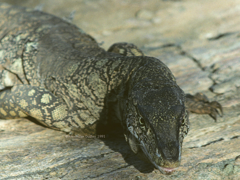 Perentie, Varanus giganteus