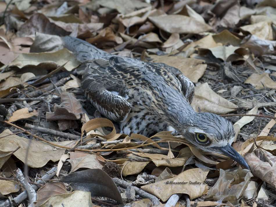 Bush Stone-curlew, Burhinus grallarius