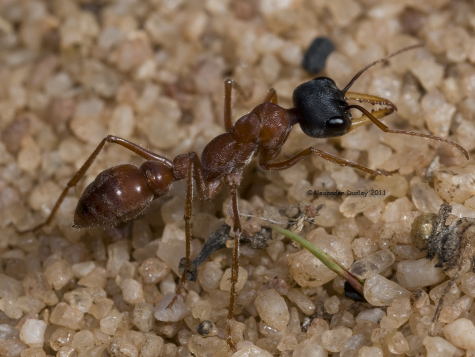 Myrmecia_5165.jpg