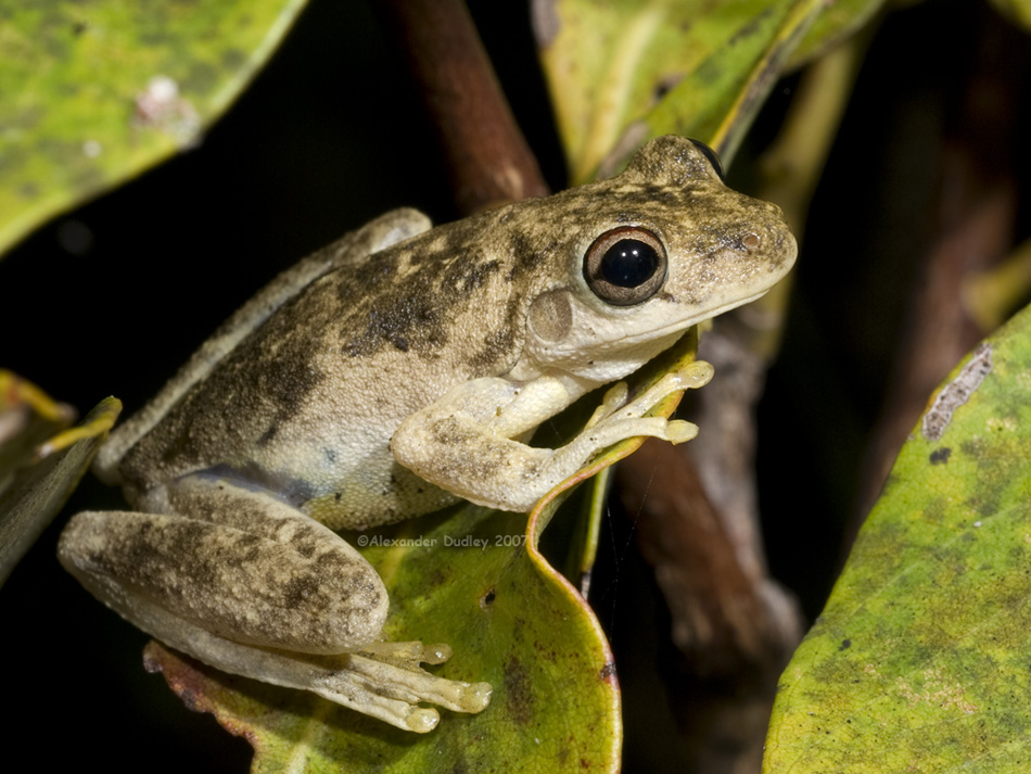 Northern Laughing Tree Frog, Pengilleyia rothi