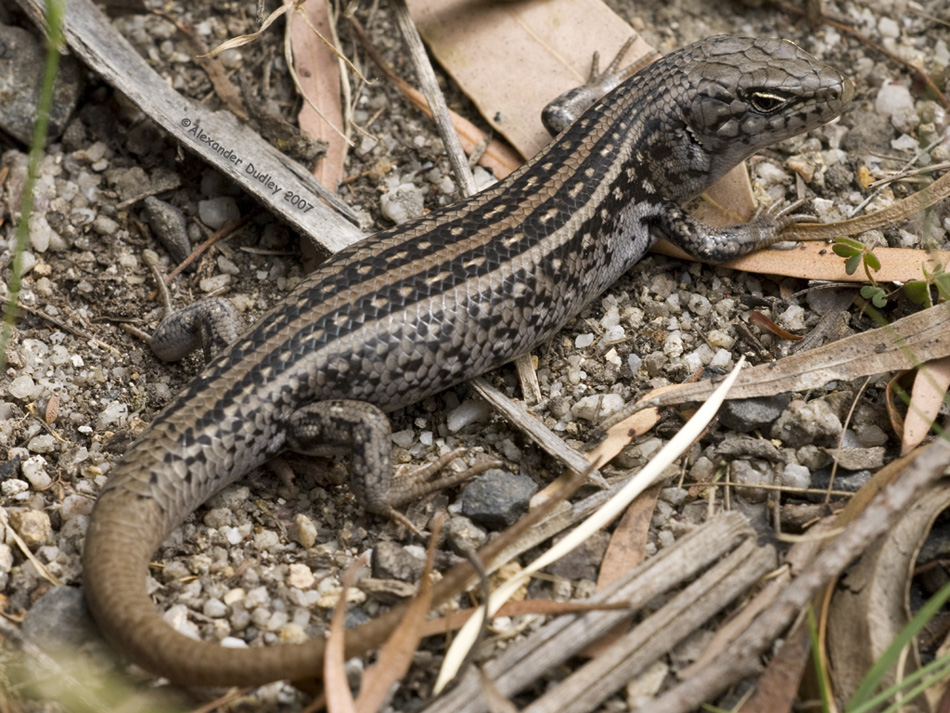 Liopholis whitii whitii