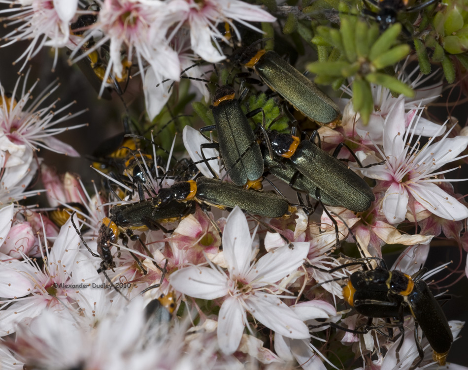 Chauliognathus lugubris- Cantharidae
