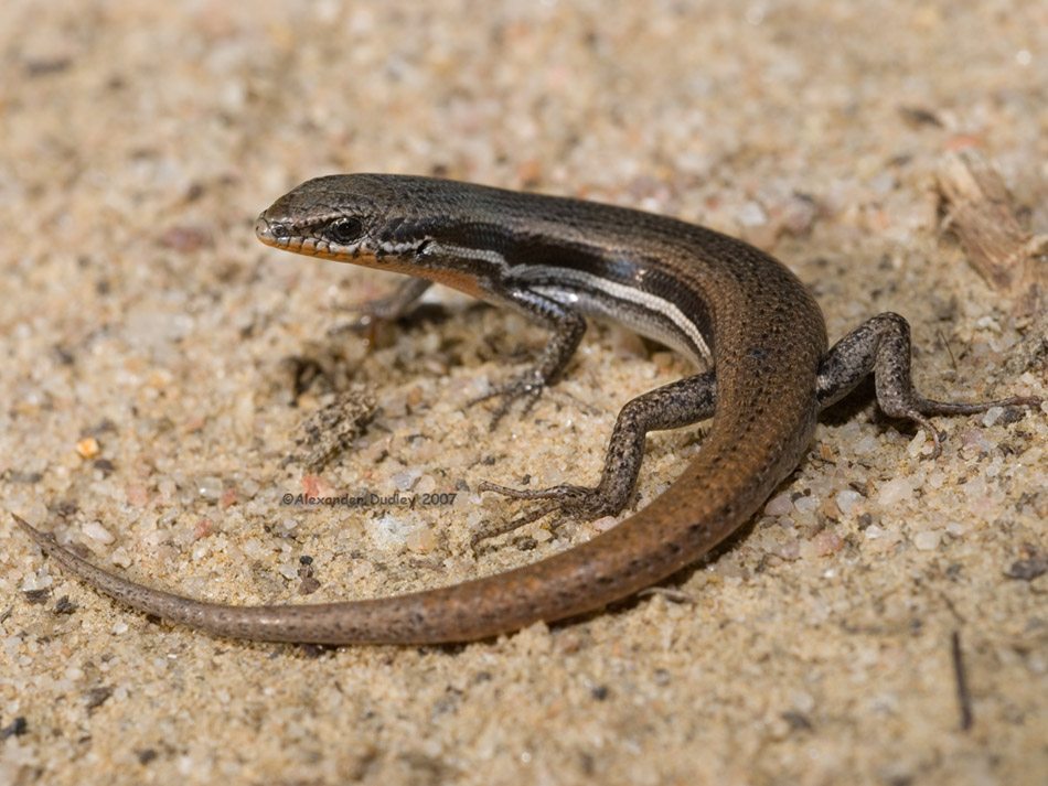 Morethia boulengeri