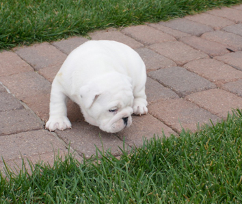 Angus x Roxi litter 3F 2M 09/11/2008